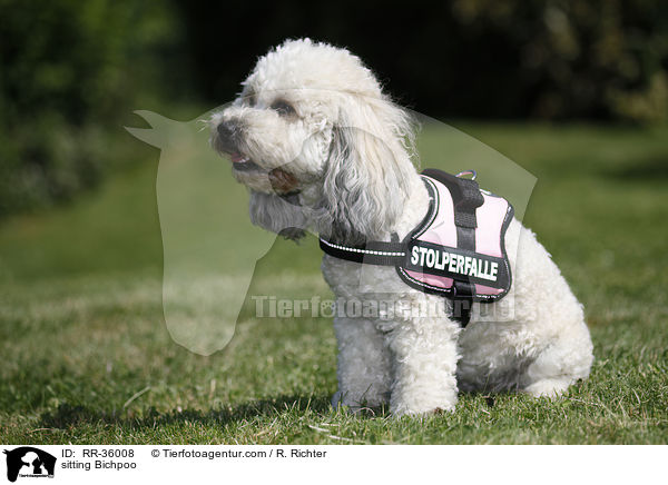 sitzender Bichpoo / sitting Bichpoo / RR-36008