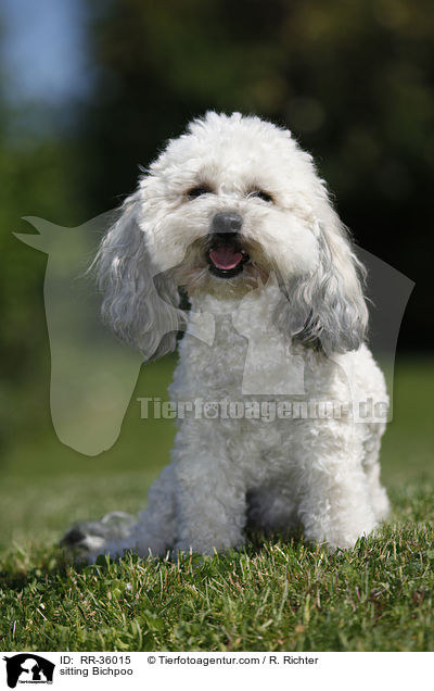 sitzender Bichpoo / sitting Bichpoo / RR-36015