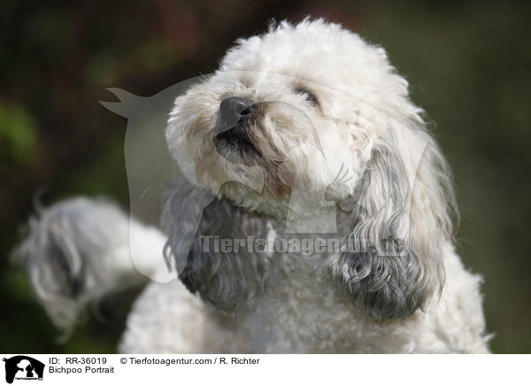 Bichpoo Portrait / Bichpoo Portrait / RR-36019
