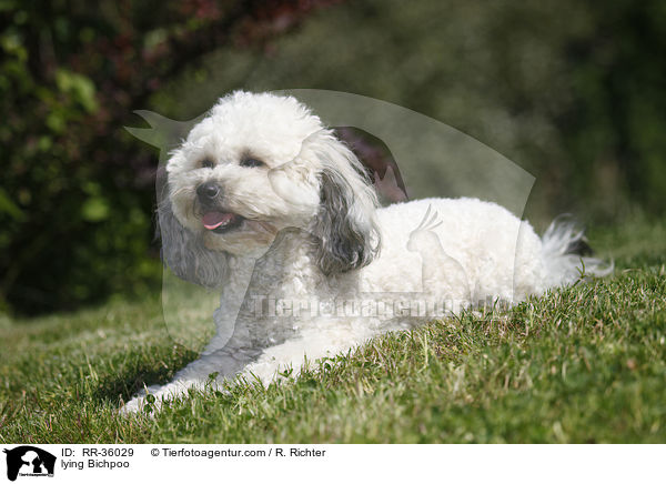 liegender Bichpoo / lying Bichpoo / RR-36029