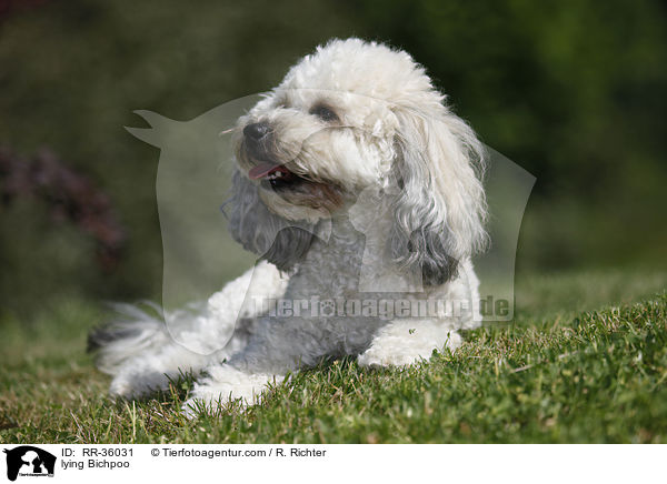 liegender Bichpoo / lying Bichpoo / RR-36031