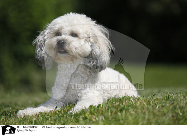 liegender Bichpoo / lying Bichpoo / RR-36032