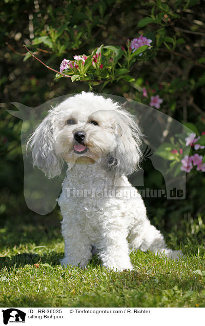 sitzender Bichpoo / sitting Bichpoo / RR-36035