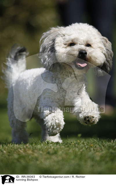 rennender Bichpoo / running Bichpoo / RR-36063