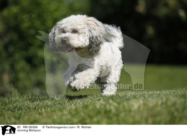 rennender Bichpoo / running Bichpoo / RR-36068