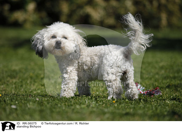 stehender Bichpoo / standing Bichpoo / RR-36075