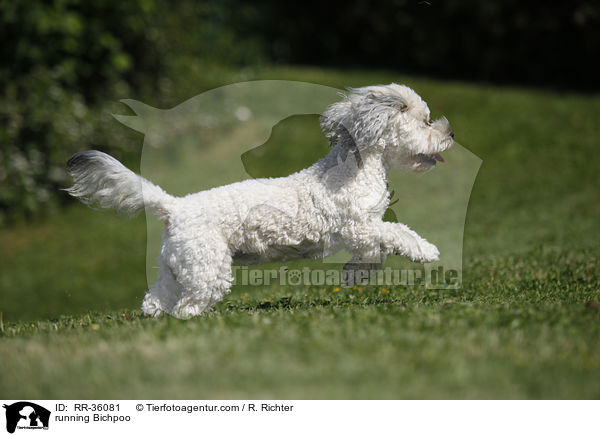 rennender Bichpoo / running Bichpoo / RR-36081