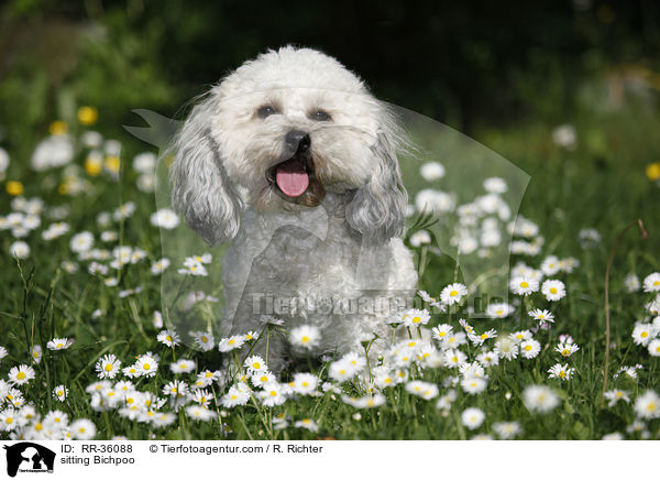 sitzender Bichpoo / sitting Bichpoo / RR-36088