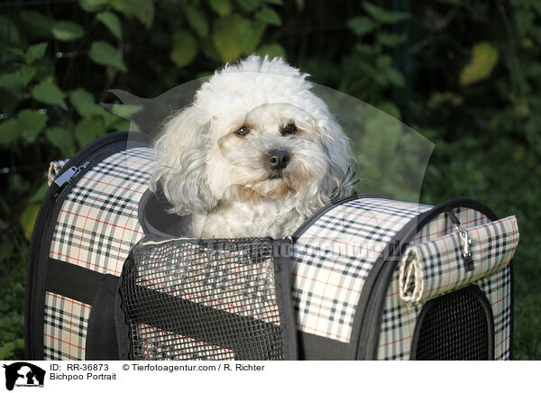 Bichpoo Portrait / Bichpoo Portrait / RR-36873