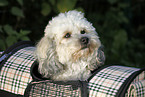Bichpoo Portrait