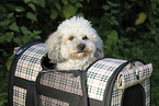 Bichpoo Portrait