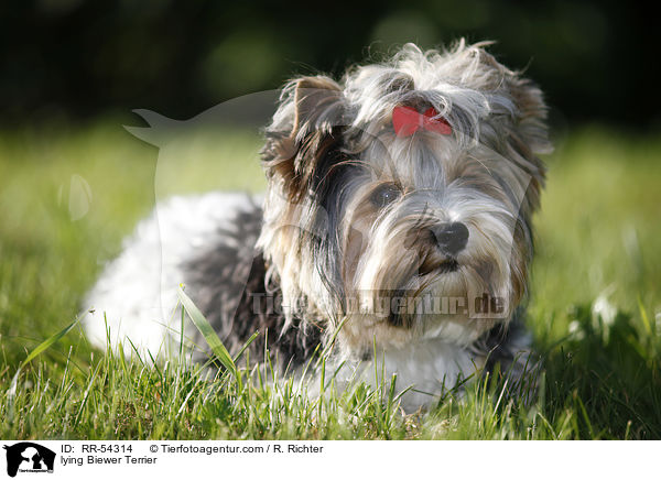 lying Biewer Terrier / RR-54314