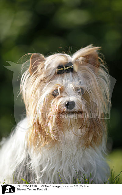 Biewer Terrier Portrait / RR-54318
