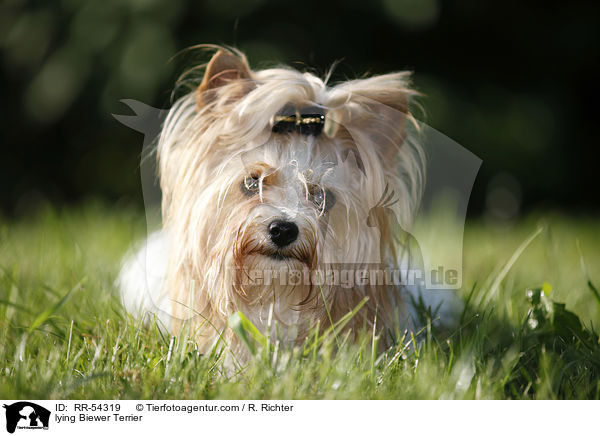 lying Biewer Terrier / RR-54319