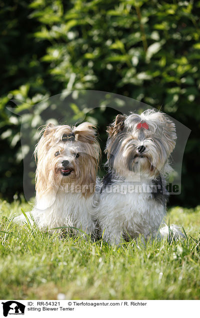 sitting Biewer Terrier / RR-54321