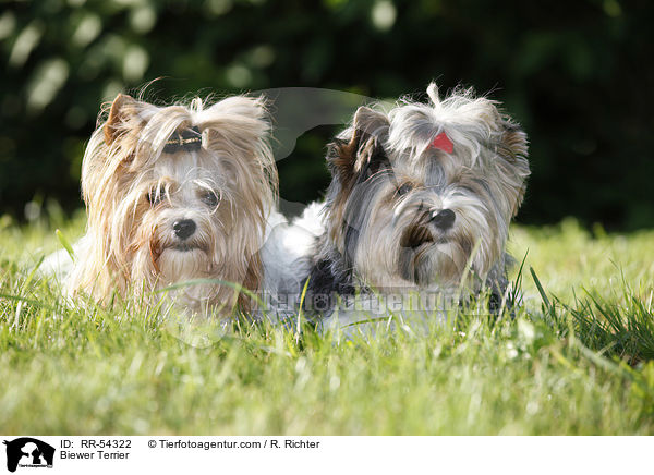 Biewer Terrier / Biewer Terrier / RR-54322