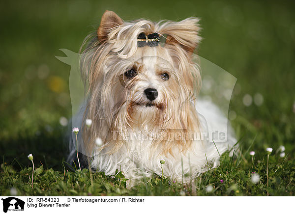lying Biewer Terrier / RR-54323