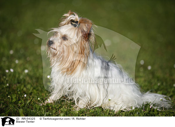 Biewer Terrier / RR-54325