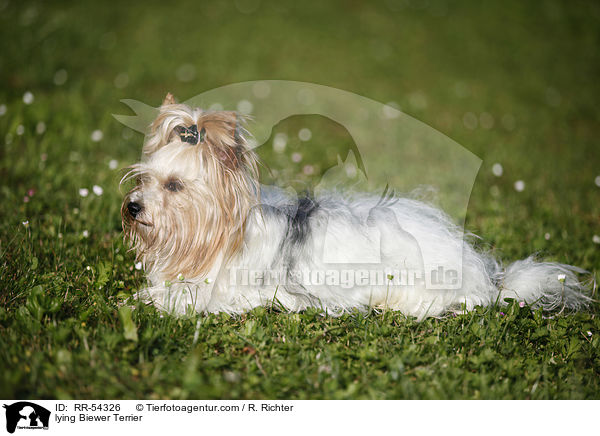 lying Biewer Terrier / RR-54326
