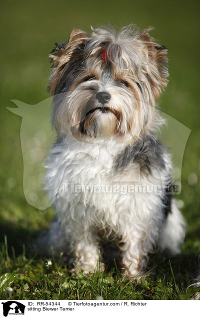 sitting Biewer Terrier / RR-54344