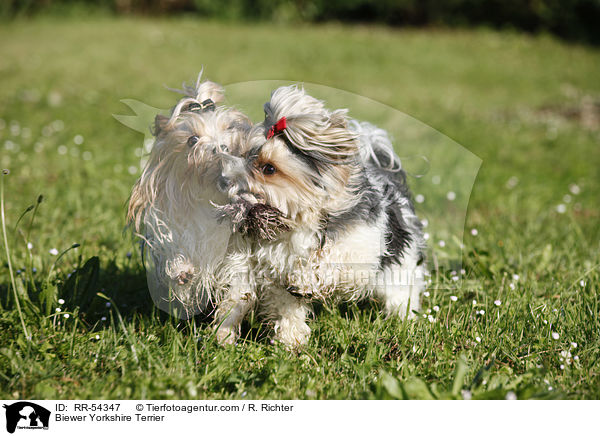 Biewer Yorkshire Terrier / RR-54347