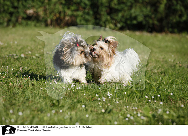 Biewer Yorkshire Terrier / RR-54348