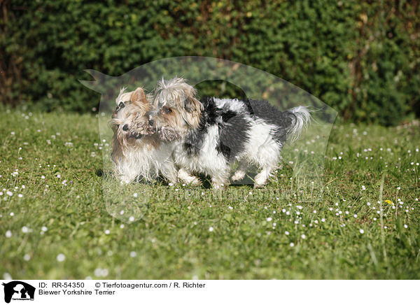 Biewer Yorkshire Terrier / RR-54350