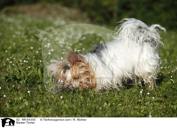Biewer Terrier / RR-54355