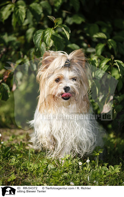 sitting Biewer Terrier / RR-54372