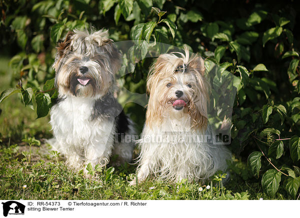 sitting Biewer Terrier / RR-54373