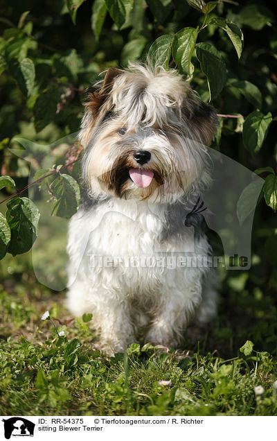 sitting Biewer Terrier / RR-54375