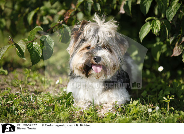 Biewer Terrier / RR-54377