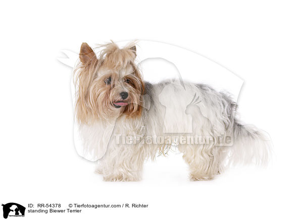 standing Biewer Terrier / RR-54378