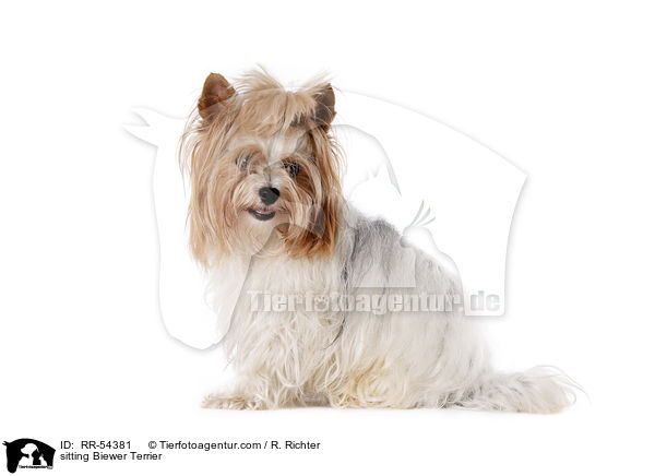 sitting Biewer Terrier / RR-54381