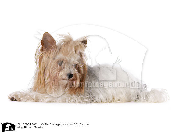 lying Biewer Terrier / RR-54382