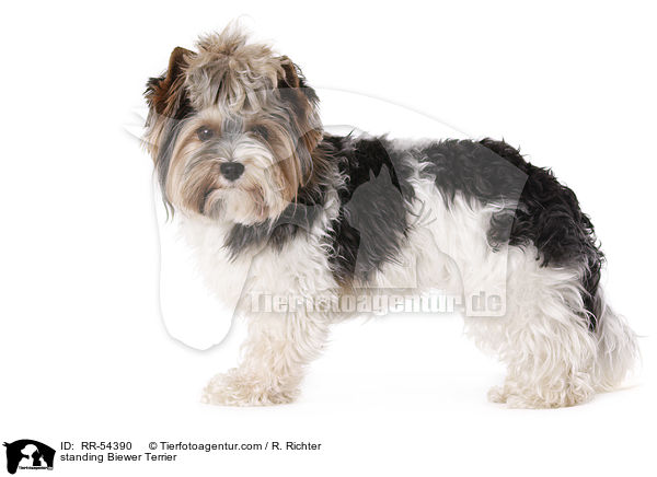 standing Biewer Terrier / RR-54390