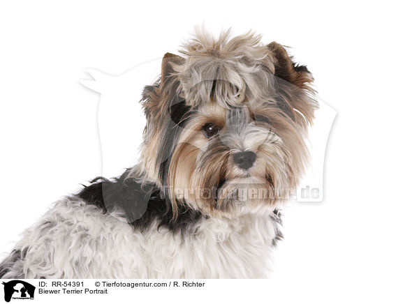 Biewer Terrier Portrait / RR-54391