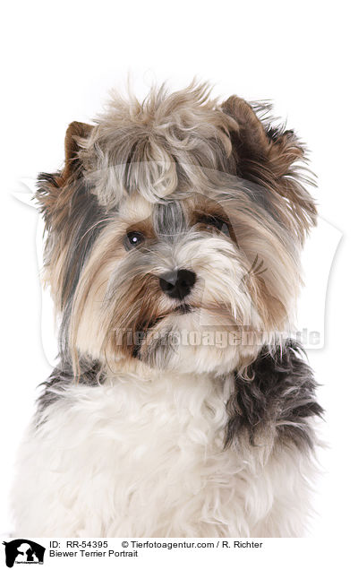 Biewer Terrier Portrait / RR-54395