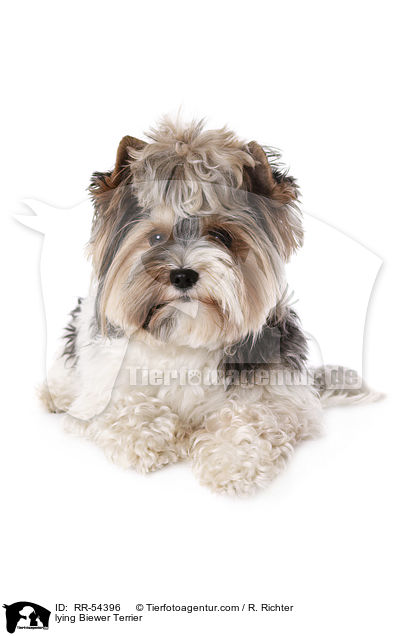 lying Biewer Terrier / RR-54396