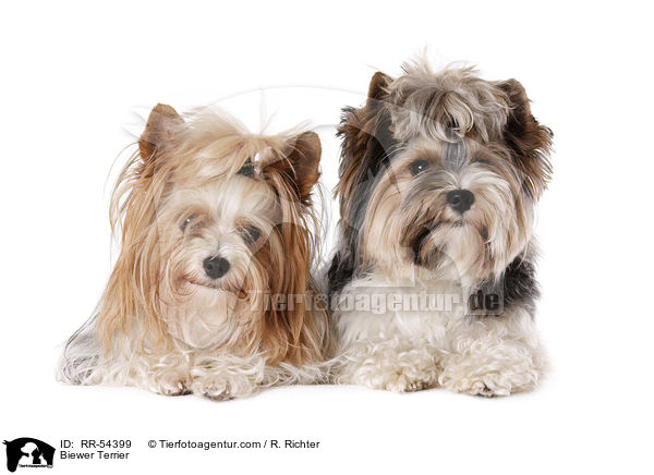 Biewer Terrier / RR-54399