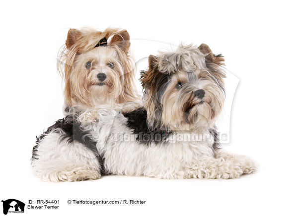 Biewer Terrier / RR-54401