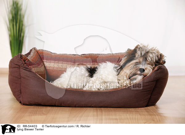 lying Biewer Terrier / RR-54403