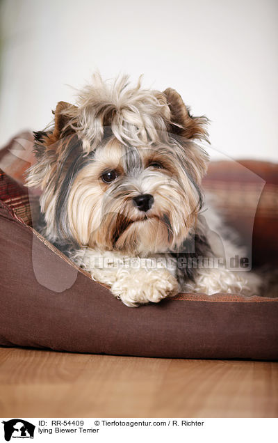 lying Biewer Terrier / RR-54409