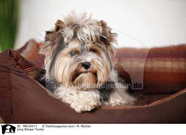lying Biewer Terrier / RR-54411