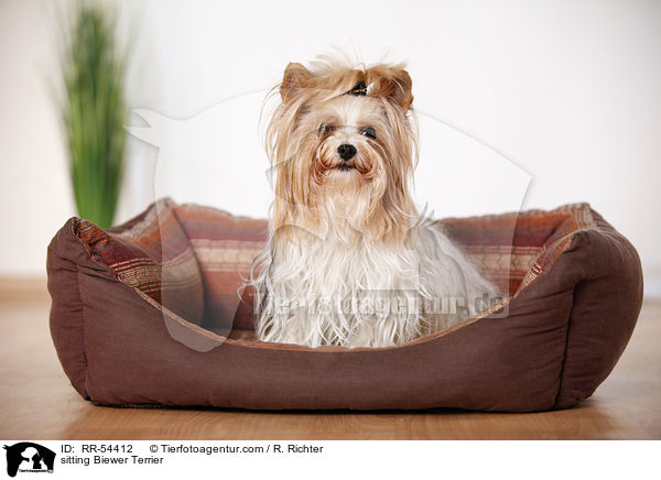 sitting Biewer Terrier / RR-54412
