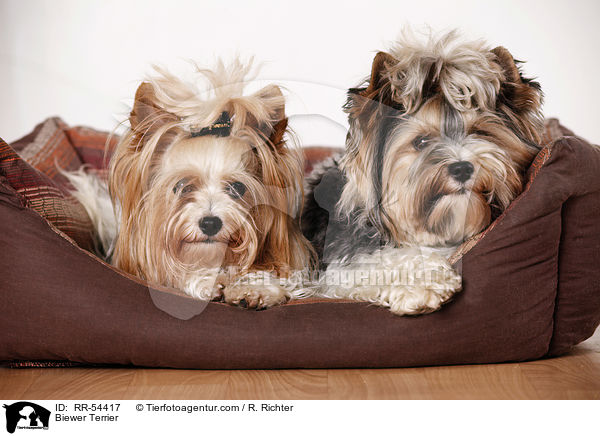 Biewer Terrier / RR-54417