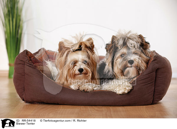 Biewer Terrier / RR-54418