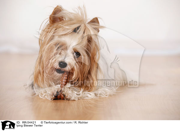 lying Biewer Terrier / RR-54421