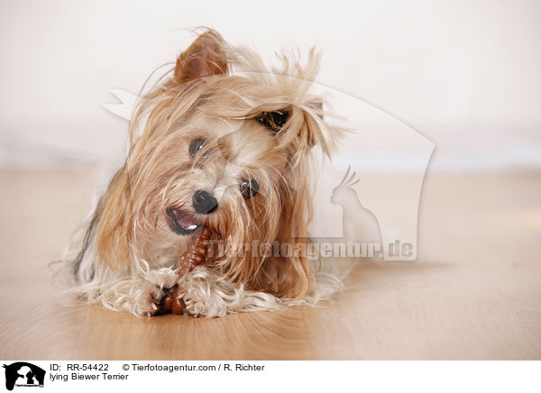 lying Biewer Terrier / RR-54422