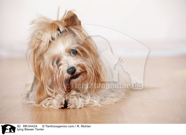 lying Biewer Terrier / RR-54424